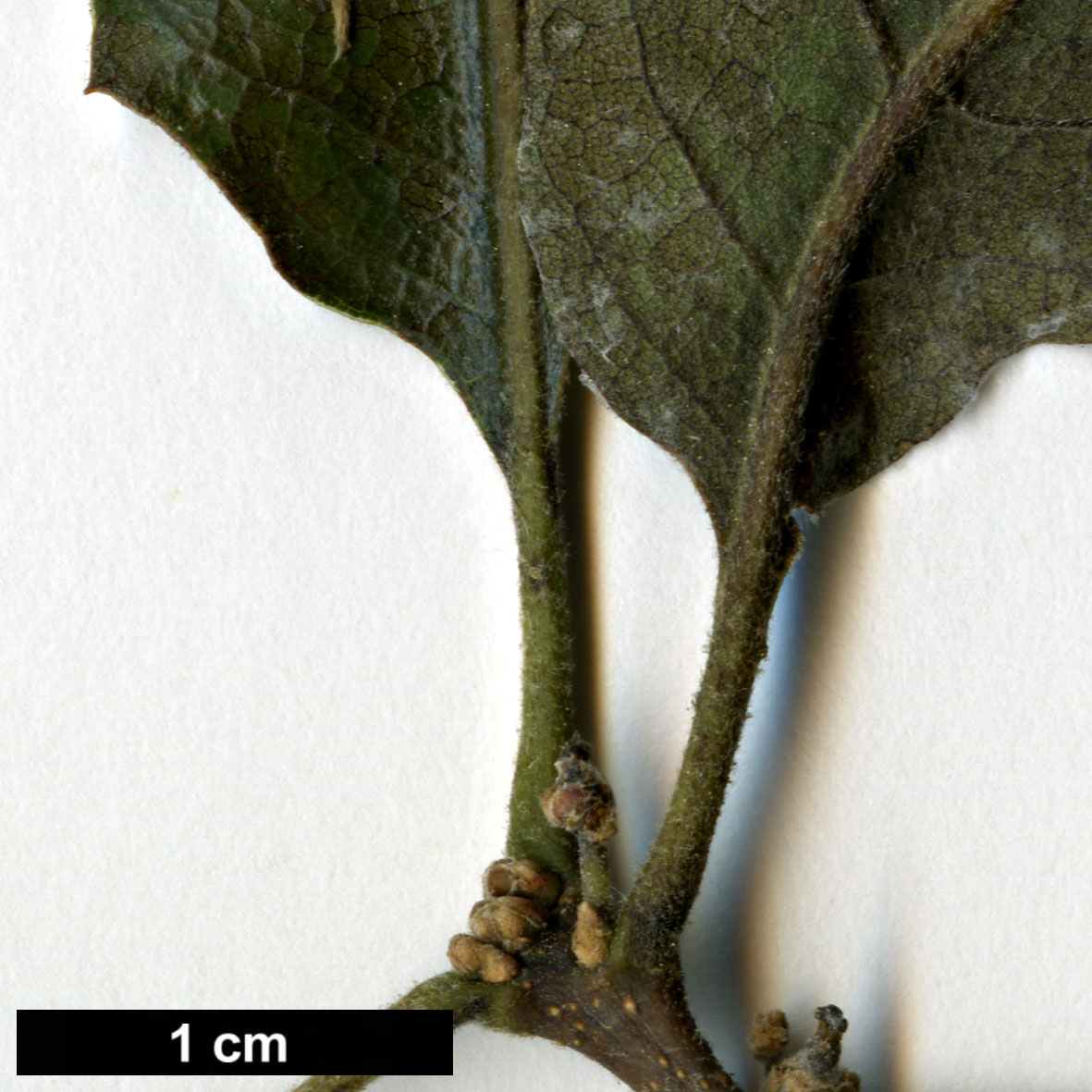 High resolution image: Family: Fagaceae - Genus: Quercus - Taxon: ×macdonaldii (Q.lobata × Q.pacifica)